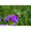 1 kg Raw Bee Pollen Conventional, Unheated, Pure and Fresh 4