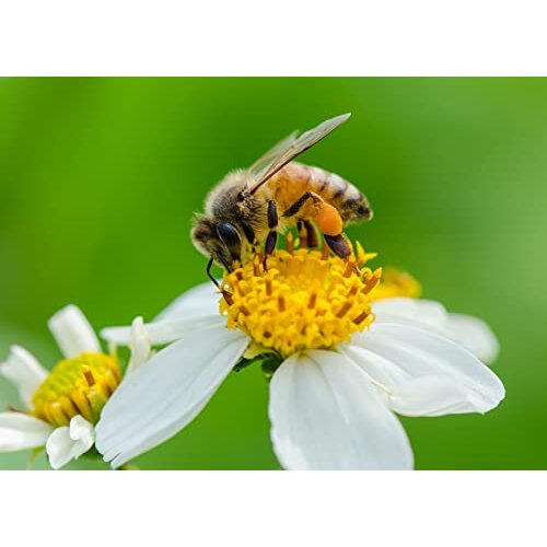 1 kg Raw Bee Pollen Conventional, Unheated, Pure and Fresh 2