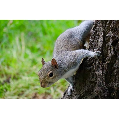 Squirrel & Chipmunk Feed In Bucket 5ltr 2