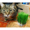 Cat Grass Oat 3 Pack by Cat FurNature… 8