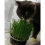 Cat Grass Oat 3 Pack by Cat FurNature… 9