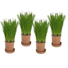 Organic Pet Grass By Cat FurNature