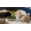 Cat Grass Oat 3 Pack by Cat FurNature… 5