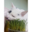 Cat Grass Oat 3 Pack by Cat FurNature… 6