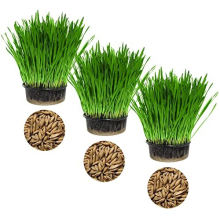 Cat Grass Oat 3 Pack by Cat FurNature…