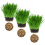 Cat Grass Oat 3 Pack by Cat FurNature… 1