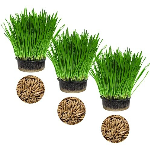 Cat Grass Oat 3 Pack by Cat FurNature…