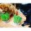 Cat Grass Oat 3 Pack by Cat FurNature… 7