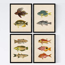Set 4 prints of fish vintage colorful effect. Kara. Composition of 10 different fish in A4 size, frameless.