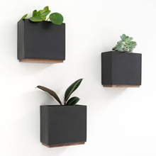 Alma Wall Planters: Set of 3 Resin Pots with Beech Wood Base – Modern, Wall-Mounted Hanging Display, Black