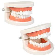 2Pcs Standard Teeth Model Dental Care Model, Child Brushing Teaching Demonstration Study False Anatomical for Teaching, Kids, Patient, Studying,