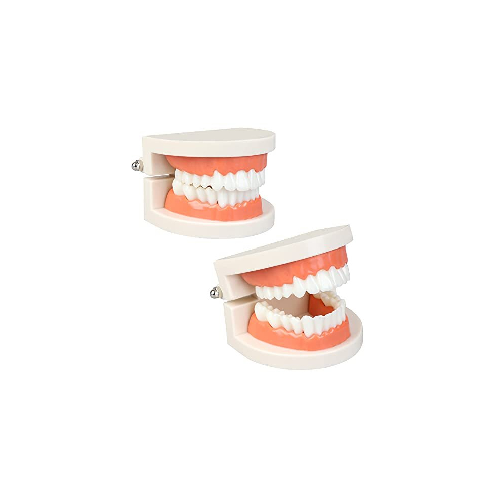 Diyiming 2Pcs Standard Teeth Model Dental Care Model, Child Brushing Teaching Demonstration Study False Anatomical For Teaching, Kids, Patient, Studying,