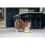 JML JML Woof Glider Dog Toy 3