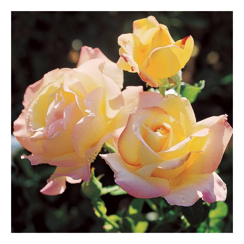 Rose Bush 'Peace' - Scented Two-Tone Rose in 3L Pot - Ready to Plant