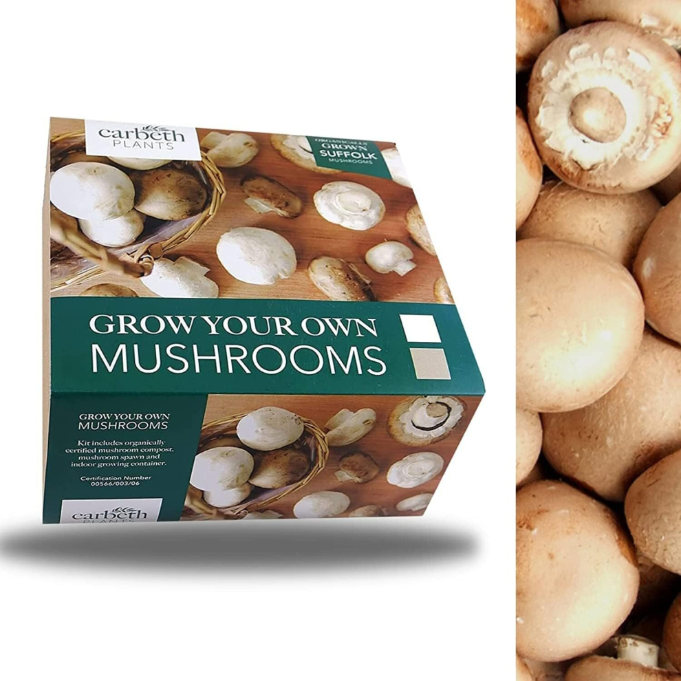 Carbeth Plants Brown Suffolk Mushroom Kit - Ideal for Beginners