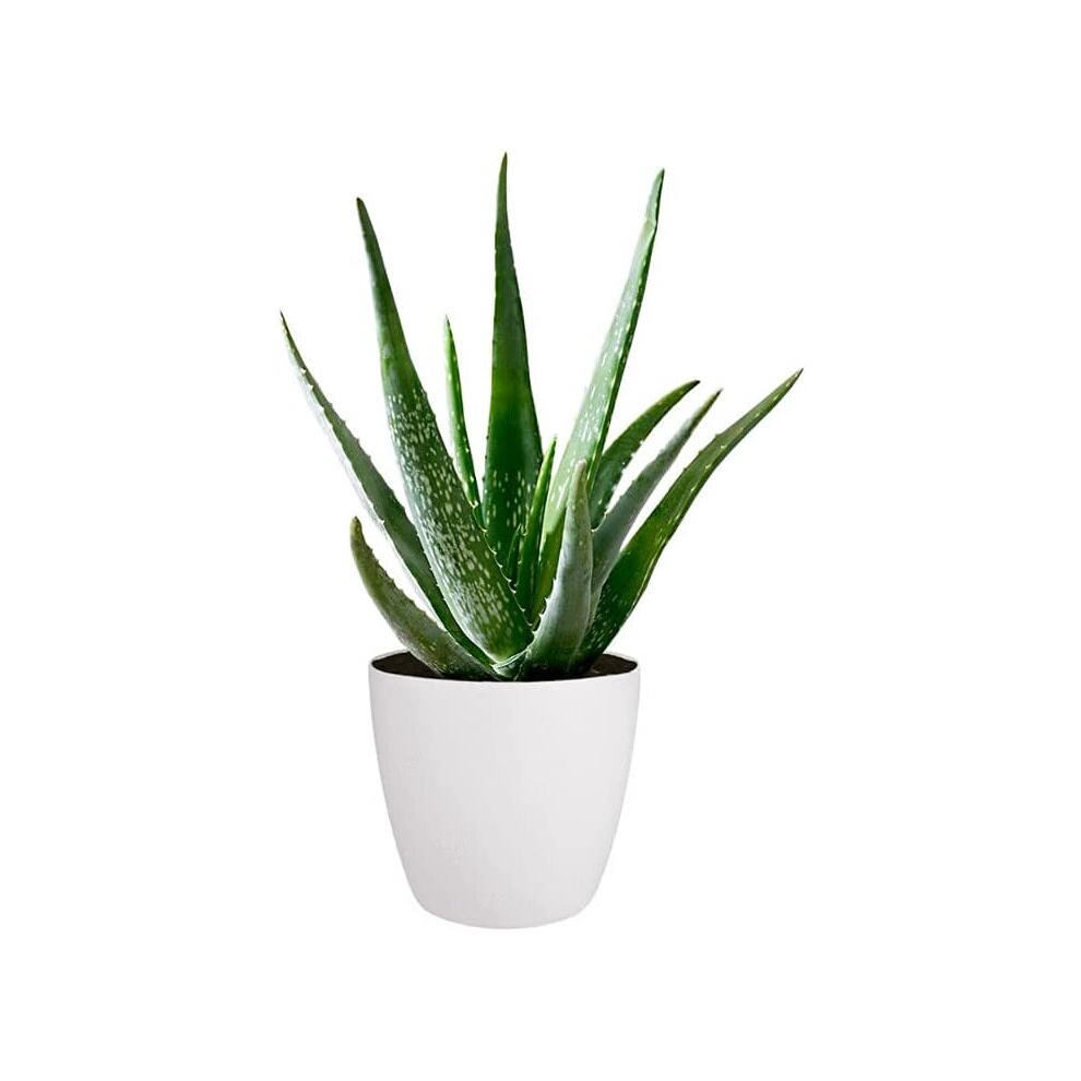 Aloe Vera Plant - Large Plant Around 30-40cm Including White Pot