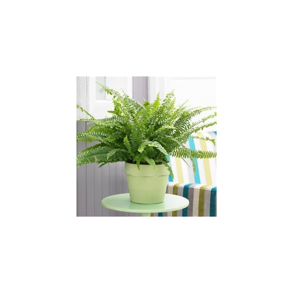 Boston Fern Plant in a 9cm Pot - Perfect Indoor Plant for Beginners - Nephrolepis exaltata (1 Plant)