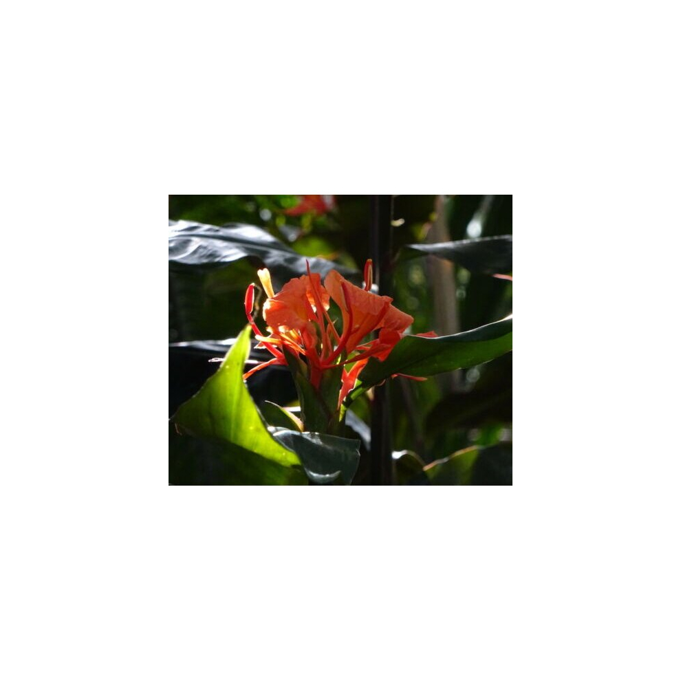 Hedychium greenii | Red Ginger | 14cm prepot