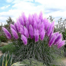 500pcs Ornamental Grass Pampas Seeds Purple Cortaderia Selloana Home Garden Decor