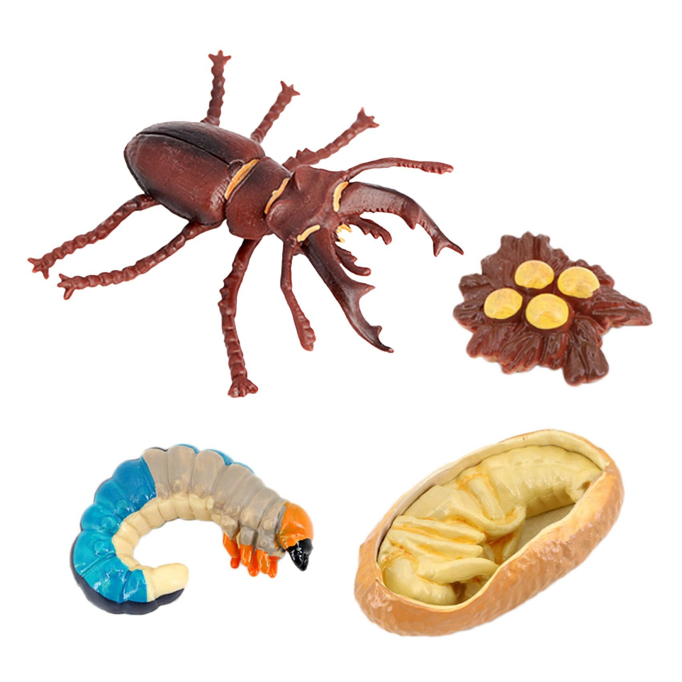 Animal Life Cycle,Animals Growth Cycle Life Cycle Model,Insect Growth Cycle Model Educational E