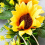 Artificial Sunflower Wreath Springtime All Year Around Flower 4
