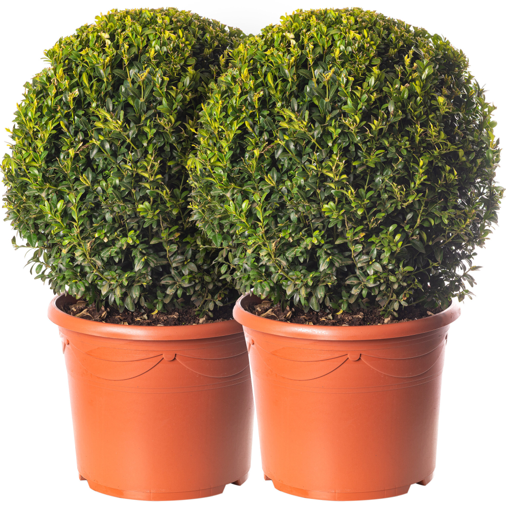 Buxus Ball Pack of 2 x 40cm Diameter Boxwood Garden Topiary Real Evergreen Shrub