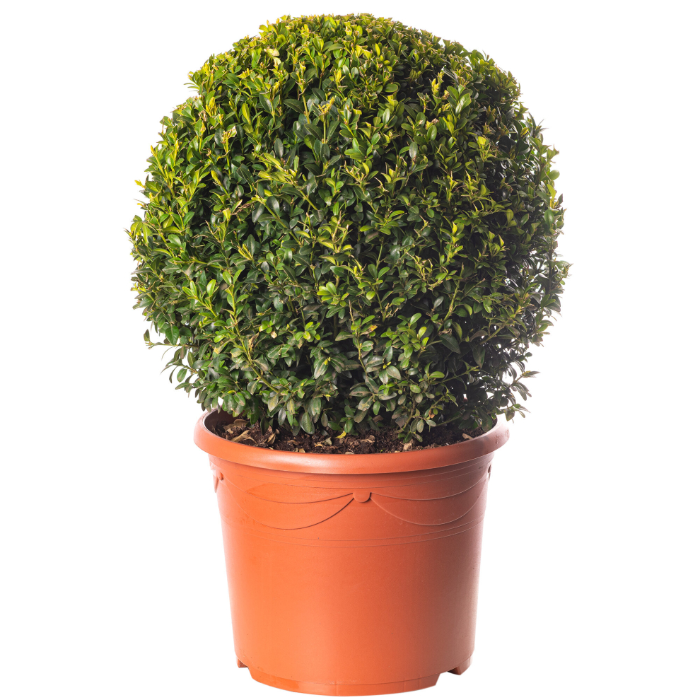 Buxus Ball Plant 40cm Diameter Evergreen Shaped Topiary Outdoor Garden Shrub