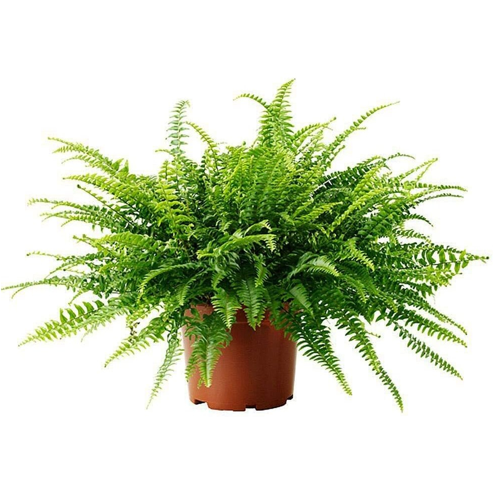 Boston Fern 'Green Lady' - Nephrolepis Exaltata in a 12cm Pot