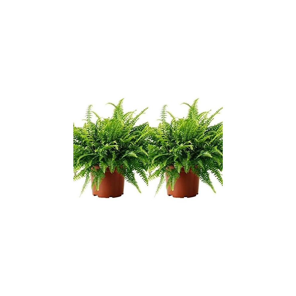 2 x Boston Fern Plants in 12 cm pots - Nephrolepis Exaltata