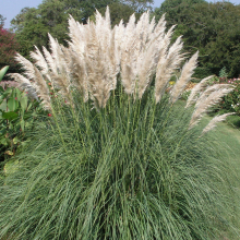Cortaderia selloana 'Pumila' White Evergreen Perennial Pampas Grass | 12cm Pot