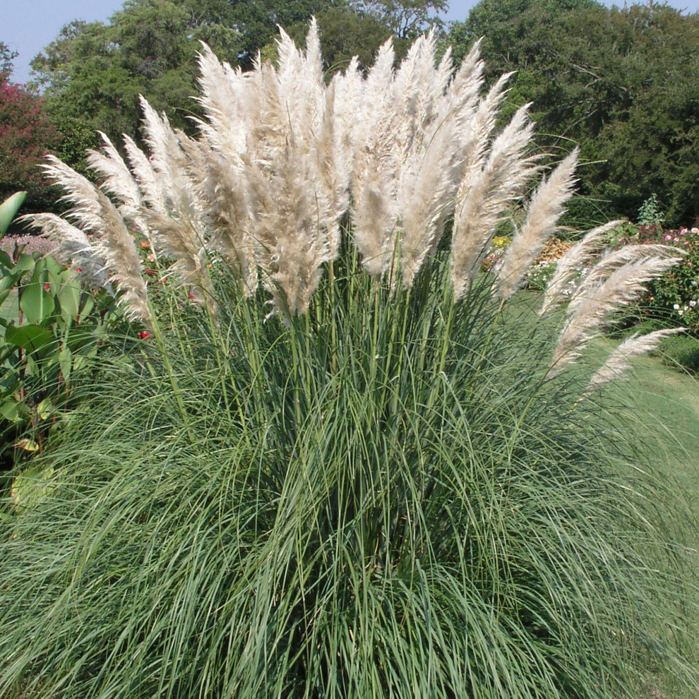 Cortaderia selloana 'Pumila' White Evergreen Perennial Pampas Grass | 12cm Pot