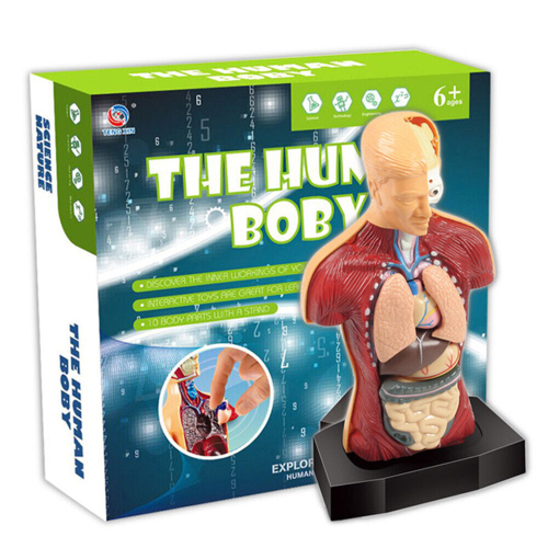 DIY 3D Puzzle Human Body Skeleton Organs Model Educational Learning ...