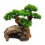 Aqua One Bonsai Tree with Rock Cave 1