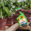 Westland Westland Bug Guard RTU Improves Plant's Natural Defences, 800ml 3
