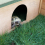 Small Pet House for Tortoise Hide Shelter with Run 9