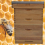 Actiasbee Langstroth Beehive in Cedar with Flat roof 11