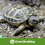 Swell Reptile Tortoise Soil Substrate 10 Litres 7
