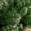 Premier Decorations 5ft Rocky Mountain Pine Christmas Tree 5
