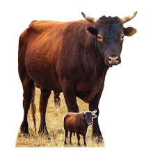 Young Bull Farm Animal Lifesize Cardboard Cutout 100cm
