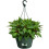 Elho Green Basics Hanging Basket Leaf Green 28cm 3
