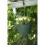 Elho Green Basics Hanging Basket Leaf Green 28cm 5