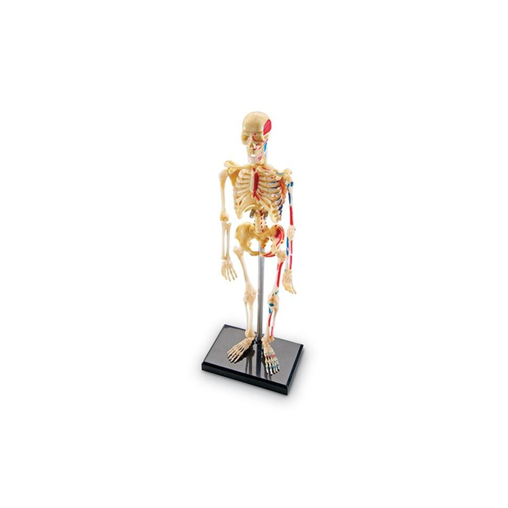 Learning Resources LER3337 Model Skeleton