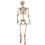 Giant Life Size Skeleton Poseable Halloween Decoration 165cm Bones 1