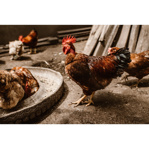 Dengie Fresh Bed for Chickens | 100ltr Bale 2