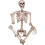 Giant Life Size Skeleton Poseable Halloween Decoration 165cm Bones 2