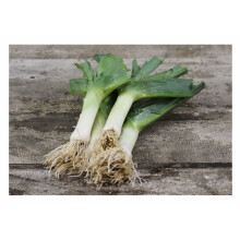 VEGETABLE LEEK MUSSELBURGH 1600 FINEST SEEDS VERY HARDY