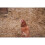 Dengie Fresh Bed for Chickens | 100ltr Bale 2