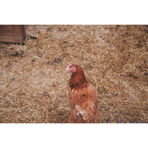 Dengie Fresh Bed for Chickens | 100ltr Bale 1