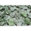 (3m x 1.5m) Best Artificial English Ivy Leaf Screening 4
