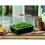 Small High Dome Propagator Home Planting Gardening 1